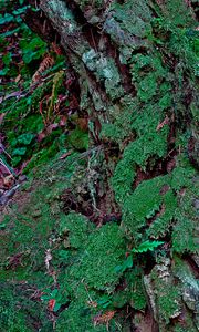 Preview wallpaper bark, moss, plants, leaves, macro, green