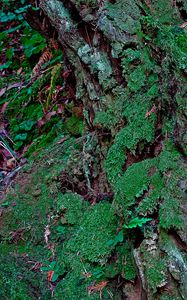 Preview wallpaper bark, moss, plants, leaves, macro, green