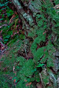 Preview wallpaper bark, moss, plants, leaves, macro, green