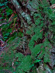 Preview wallpaper bark, moss, plants, leaves, macro, green