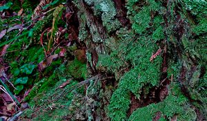 Preview wallpaper bark, moss, plants, leaves, macro, green