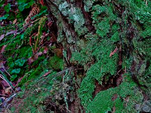 Preview wallpaper bark, moss, plants, leaves, macro, green