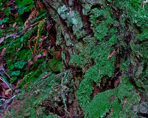 Preview wallpaper bark, moss, plants, leaves, macro, green