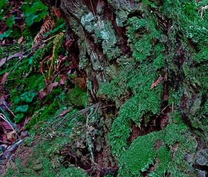 Preview wallpaper bark, moss, plants, leaves, macro, green