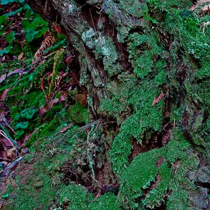 Preview wallpaper bark, moss, plants, leaves, macro, green