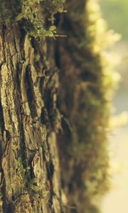 Preview wallpaper bark, moss, tree, spring, light