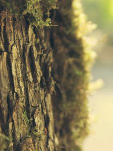 Preview wallpaper bark, moss, tree, spring, light