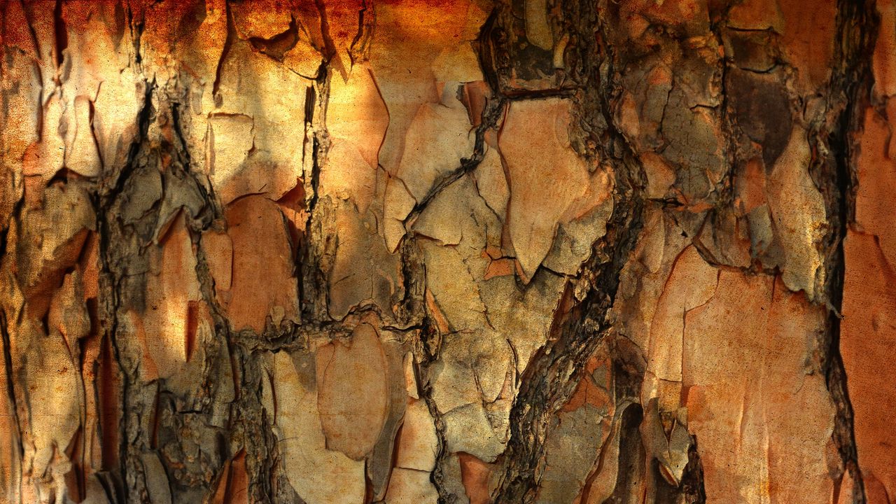 Wallpaper bark, pine, tree, macro, texture