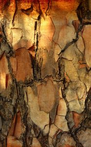 Preview wallpaper bark, pine, tree, macro, texture