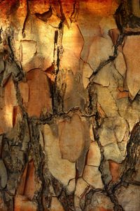 Preview wallpaper bark, pine, tree, macro, texture