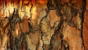Preview wallpaper bark, pine, tree, macro, texture