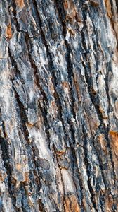 Preview wallpaper bark, spruce, tree, texture