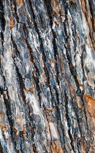 Preview wallpaper bark, spruce, tree, texture