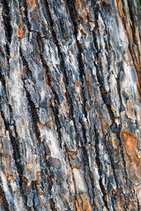 Preview wallpaper bark, spruce, tree, texture