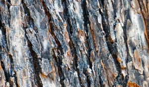 Preview wallpaper bark, spruce, tree, texture
