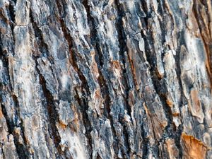 Preview wallpaper bark, spruce, tree, texture