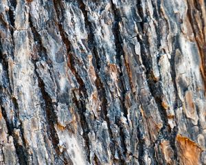 Preview wallpaper bark, spruce, tree, texture