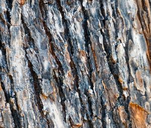 Preview wallpaper bark, spruce, tree, texture