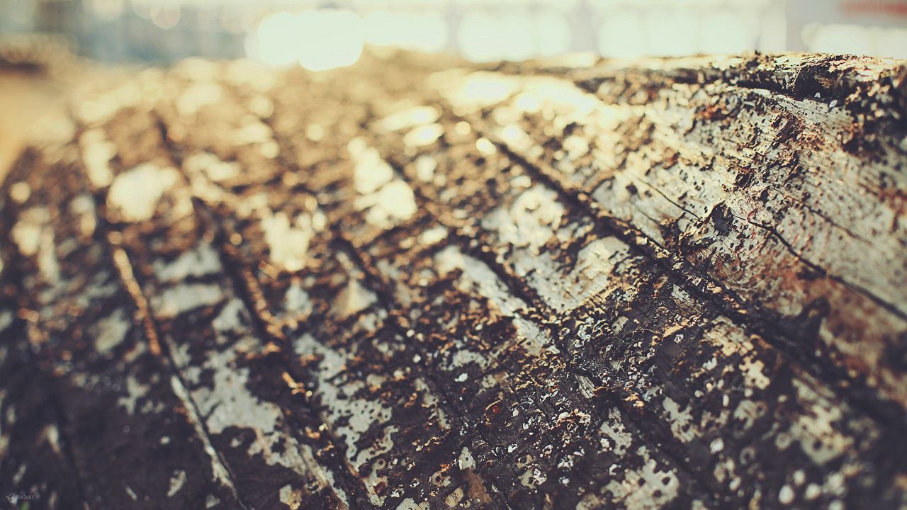 Wallpaper bark, surface, tree