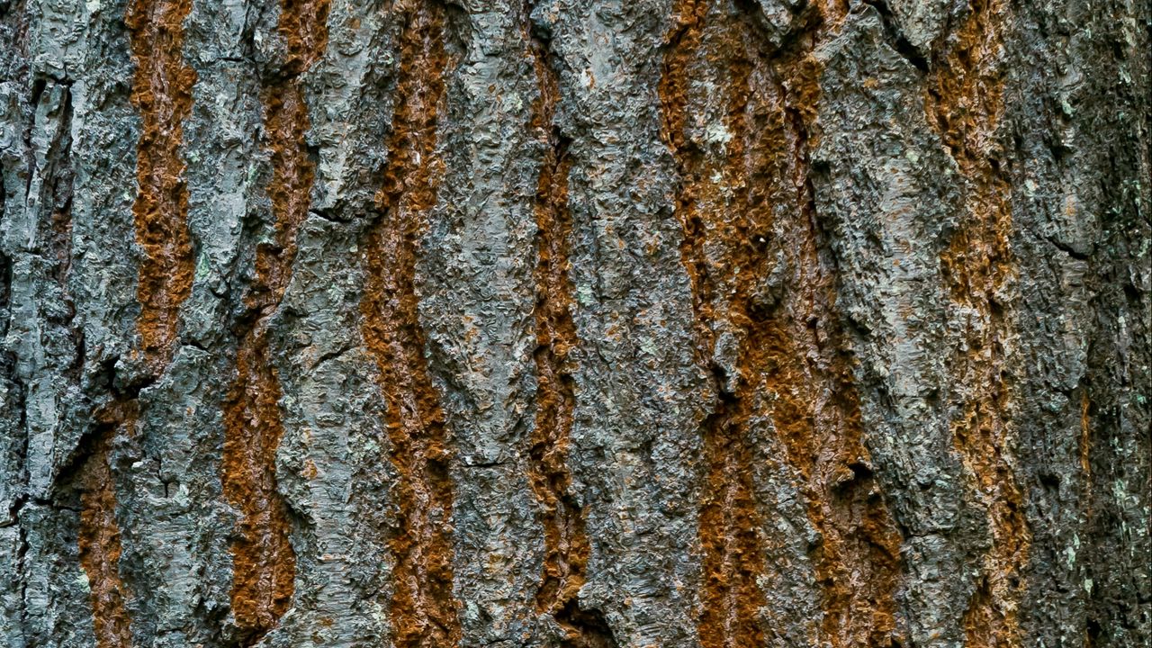 Wallpaper bark, texture, wood, cranny