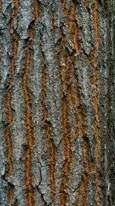 Preview wallpaper bark, texture, wood, cranny