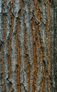 Preview wallpaper bark, texture, wood, cranny