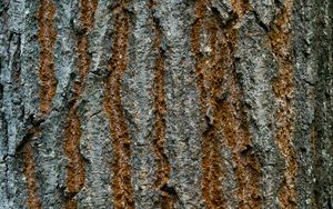 Preview wallpaper bark, texture, wood, cranny