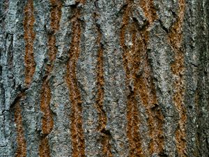 Preview wallpaper bark, texture, wood, cranny