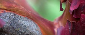 Preview wallpaper bark, tree, blur, macro