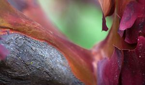 Preview wallpaper bark, tree, blur, macro