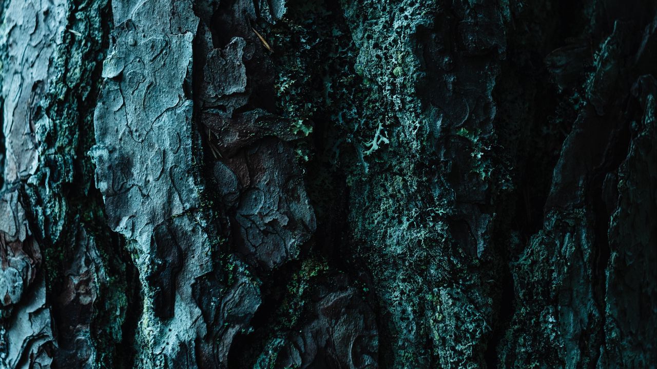 Wallpaper bark, tree, embossed, dark, surface