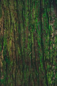 Preview wallpaper bark, tree, green, texture