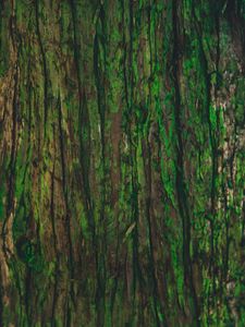 Preview wallpaper bark, tree, green, texture