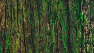 Preview wallpaper bark, tree, green, texture