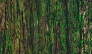 Preview wallpaper bark, tree, green, texture