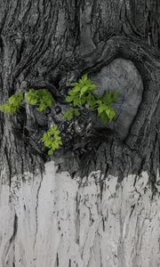 Preview wallpaper bark, tree, leaves, texture