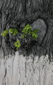 Preview wallpaper bark, tree, leaves, texture