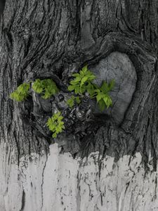 Preview wallpaper bark, tree, leaves, texture