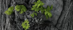 Preview wallpaper bark, tree, leaves, texture