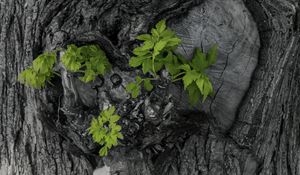 Preview wallpaper bark, tree, leaves, texture