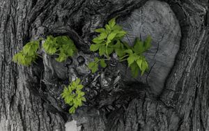 Preview wallpaper bark, tree, leaves, texture