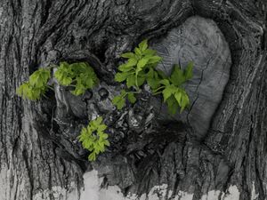 Preview wallpaper bark, tree, leaves, texture