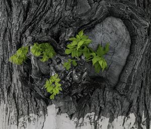 Preview wallpaper bark, tree, leaves, texture