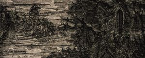 Preview wallpaper bark, tree, macro, texture