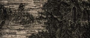 Preview wallpaper bark, tree, macro, texture