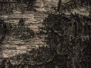 Preview wallpaper bark, tree, macro, texture