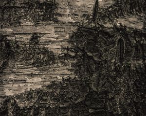 Preview wallpaper bark, tree, macro, texture
