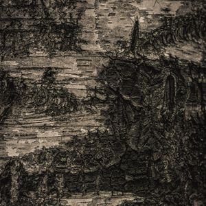 Preview wallpaper bark, tree, macro, texture