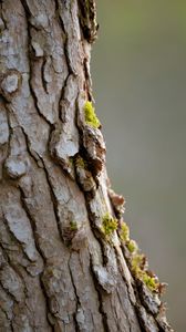 Preview wallpaper bark, tree, moss, macro, nature