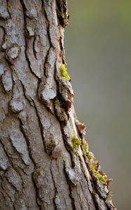 Preview wallpaper bark, tree, moss, macro, nature